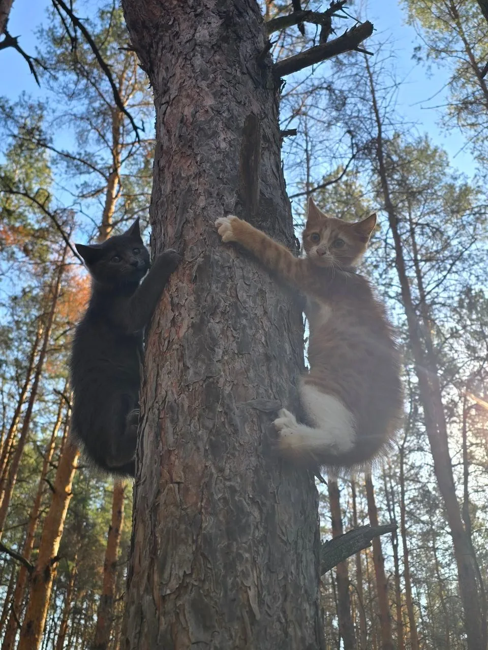Котики на СВО.