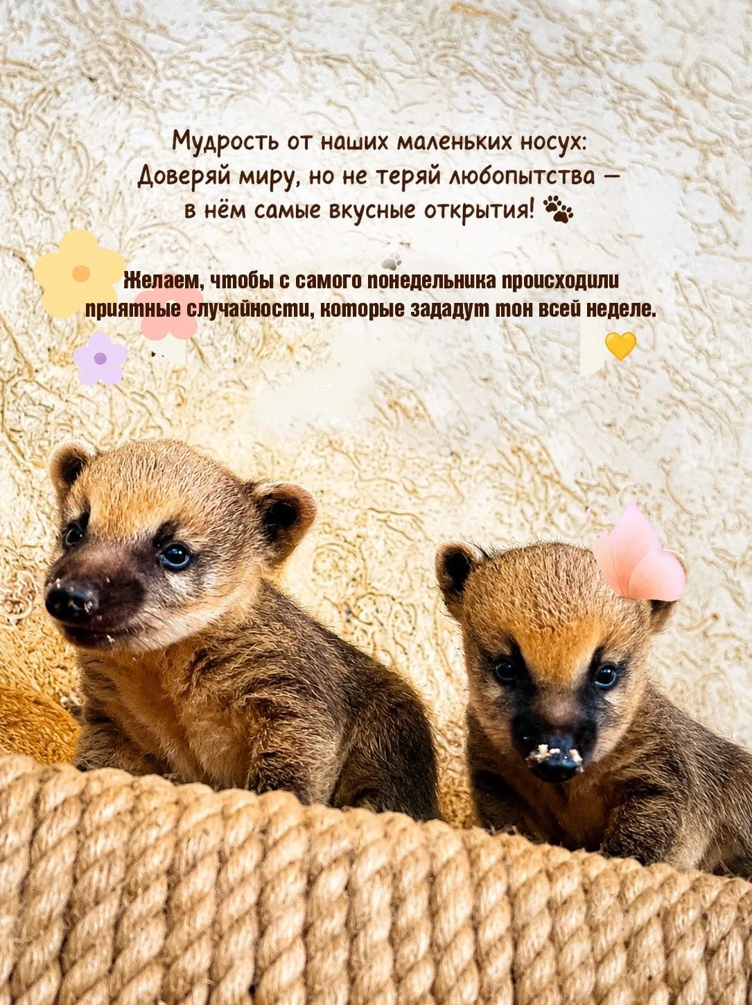 🐾Рубрика — "Звериная мудрость" 

Наши озорные, любопытные и невероятно харизматичные  исследователи