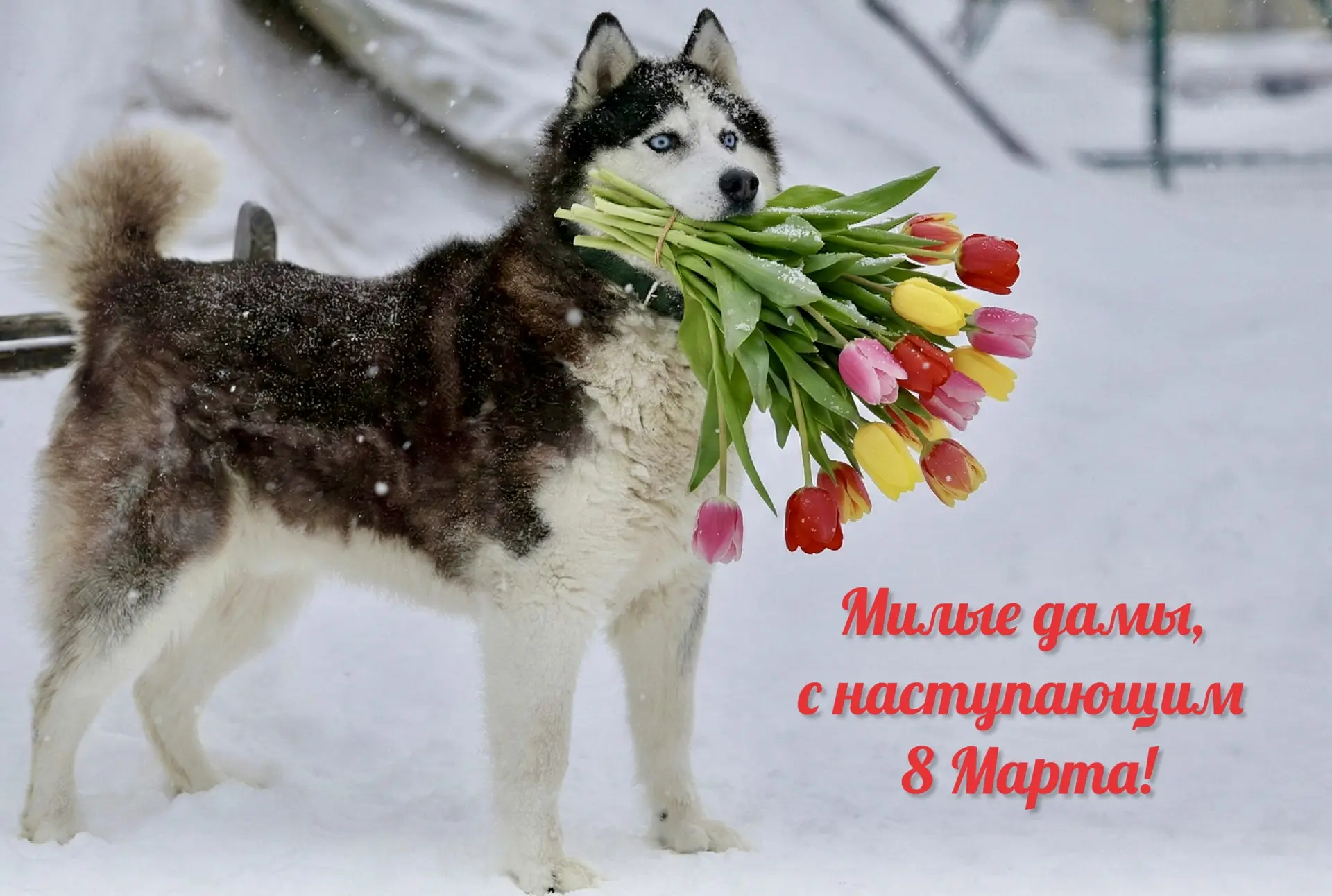Дорогие женщины!

От всей души поздравляем вас с наступающим 8 марта!

Желаем вам бесконечного счаст