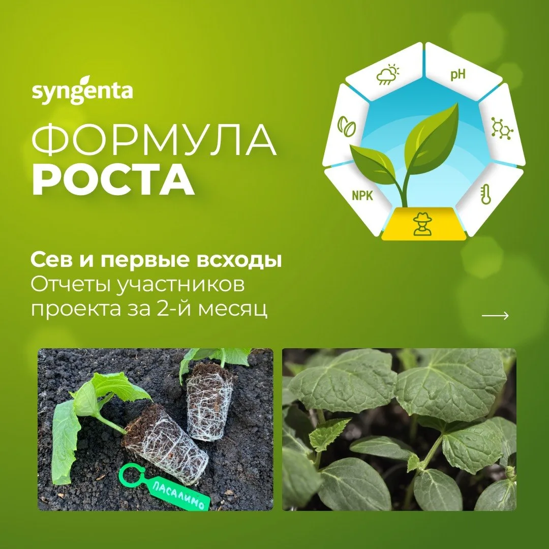 #ФормулаРостаСингенты
#РастетПоФормуле #Сингента

🌱 Первые всходы уже здесь!

В мае участники проек
