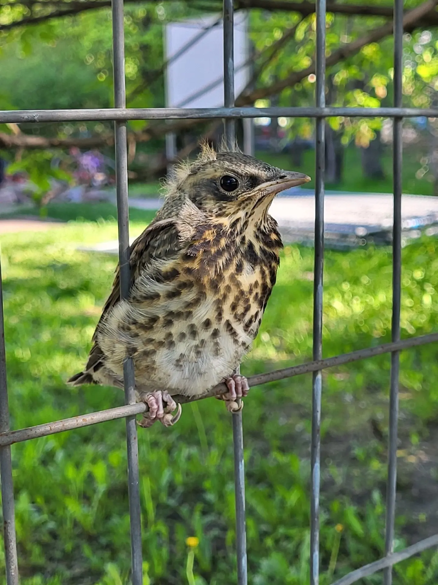 НЕ ПОДБИРАЙТЕ СЛЁТКОВ!🙅‍♀

🐥 Продолжается сезон размножения птиц. В парках, скверах и даже на прид