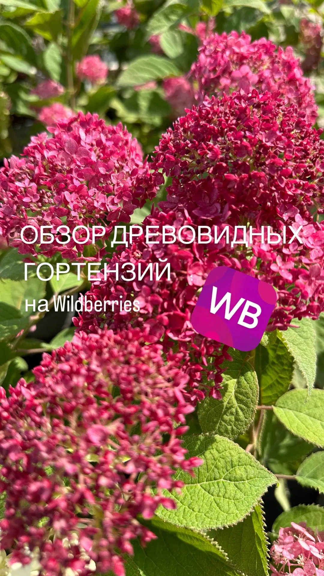 Древовидные гортензии на Wildberries 💜

✔️Руби Аннабель - самая малиновая и самая устойчивая к боле