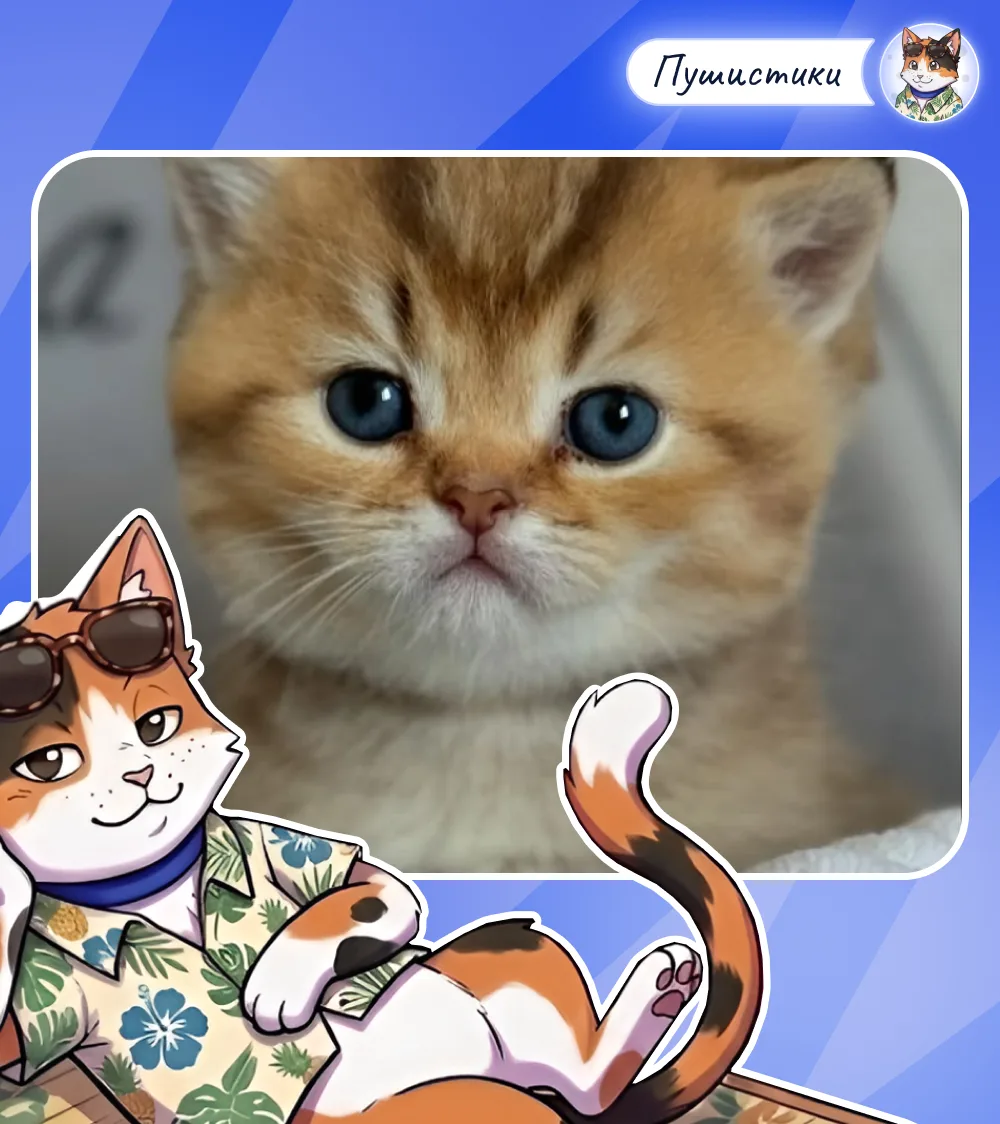 🎮 Кошка приходит и садится на клавиатуру. Прямо когда вы печатаете важное письмо. Или смотрите филь