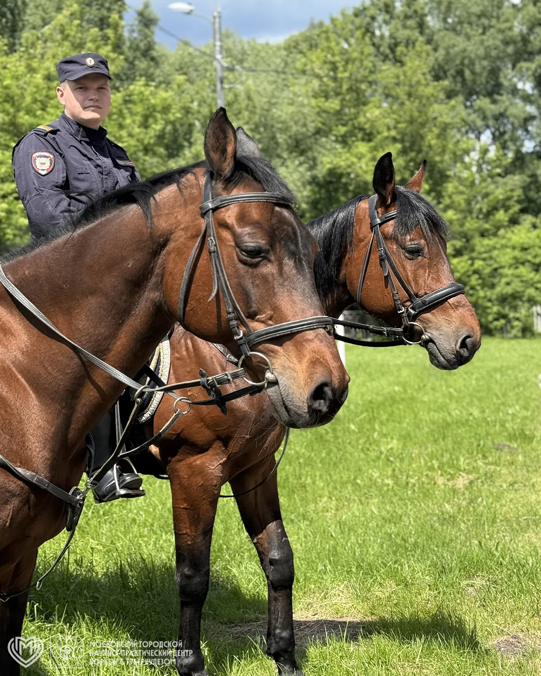 🐎 К празднику присоединилась конная полиция на прекрасных лошадях! Полицейские показали, как лошади