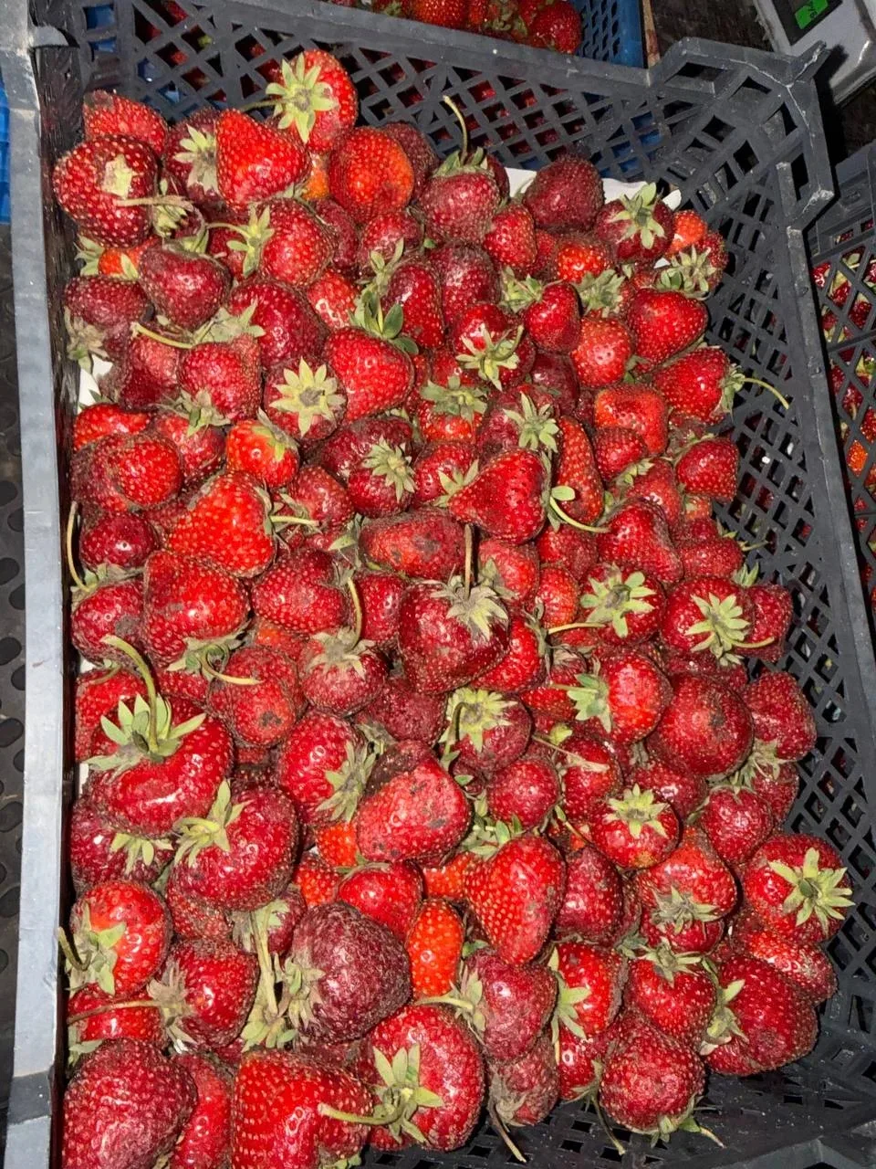 Сегодня собираем сорт Априка 
Летний сорт 
Ягода вкусная и сладкая 
300р/кг