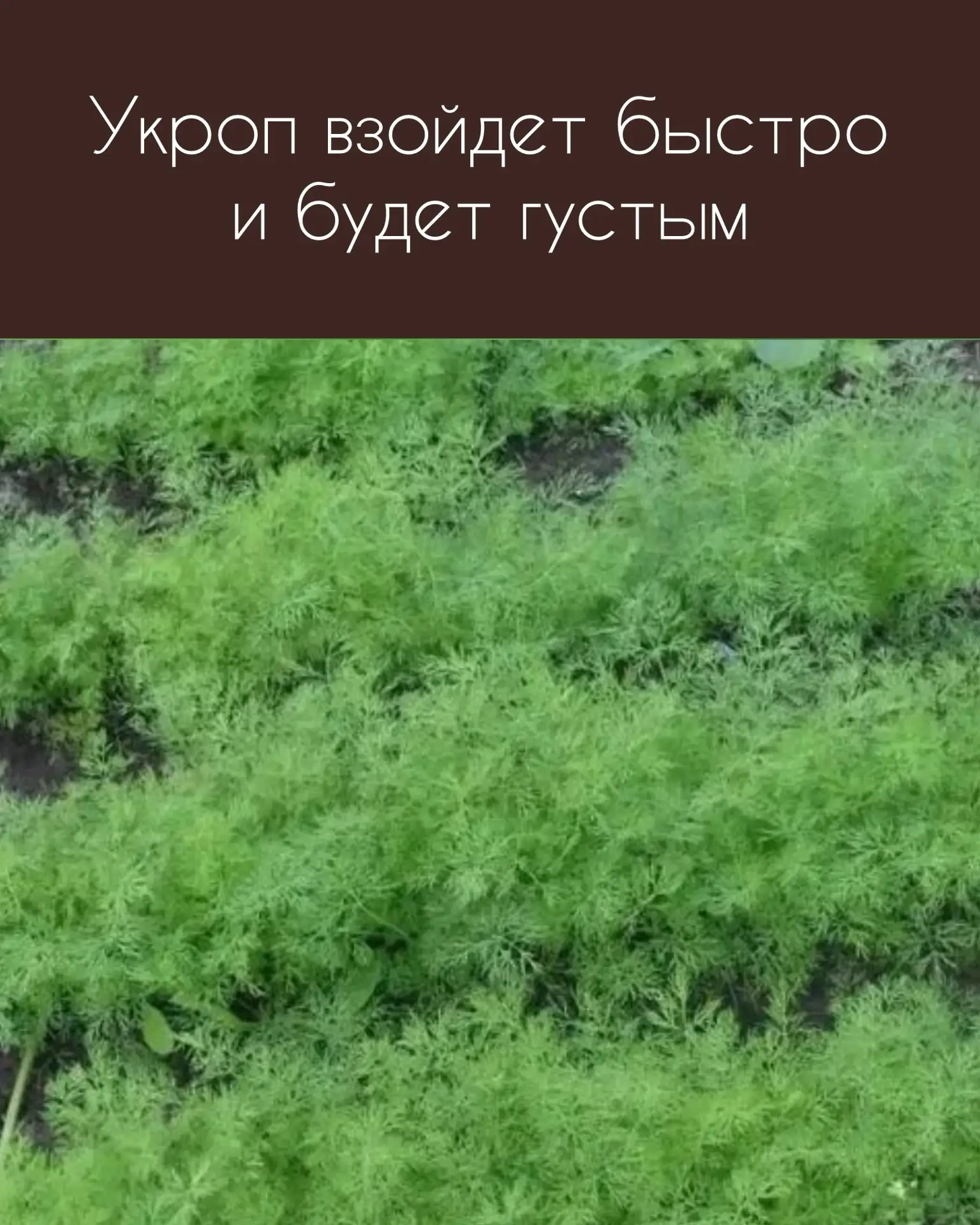 ▌ Укроп взойдёт быстро и будет густым: проверенный способ

Многие огородники замечают, что укроп всх