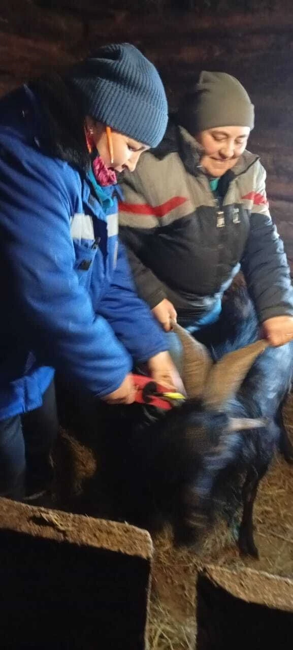 🐏🐑 Идентификация и вакцинация мелкого рогатого скота в ЛПХ деревни Боголюбовка!