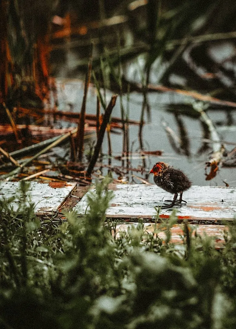 🦆 Мы знаем, куда идти гулять

Эта зеленая территория сделана в духе парка «Краснодар»: здесь и детс