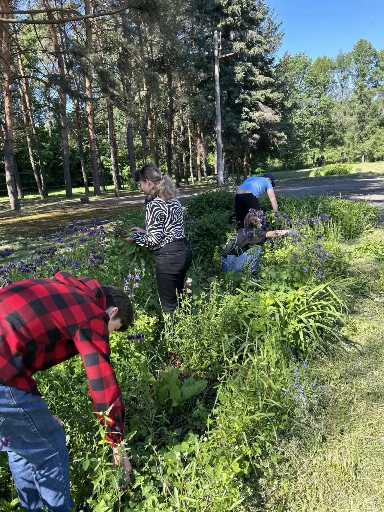 Сегодня  трудовая бригада провела уборку и благоустройство школьной клумбы. Ребята  взрыхлили почву 