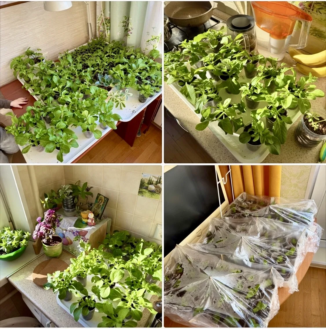 🌺 Моя группа по продаже петуний из наличия в Екатеринбурге - https://vk.ru/levina_garden