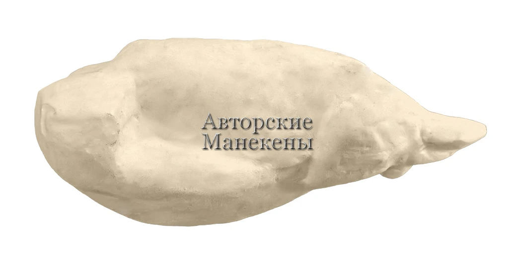 В продаже появился "Манекен ястреб-тетеревятник (самец) ЯСТМ-4 А"
Размер: B=19 C=24,7 см
Более детал