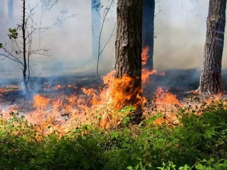 В Волжском объявили высокий класс пожароопасности. 🔥
Жителям напоминают о запрете на разведение кос