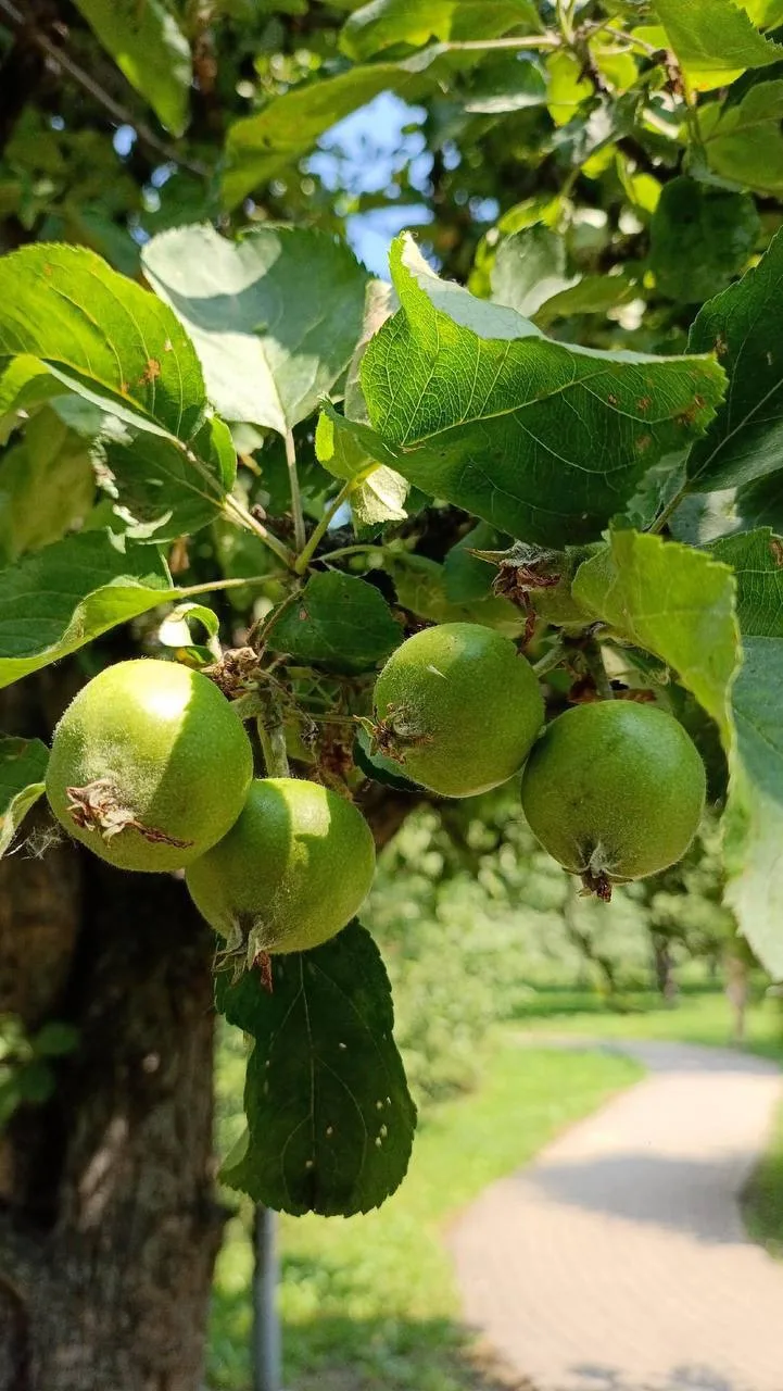 🍏 В яблоневом саду парка «Ангарские пруды» уже начинают созревать яблоки.

Подписаться на @sao_onli