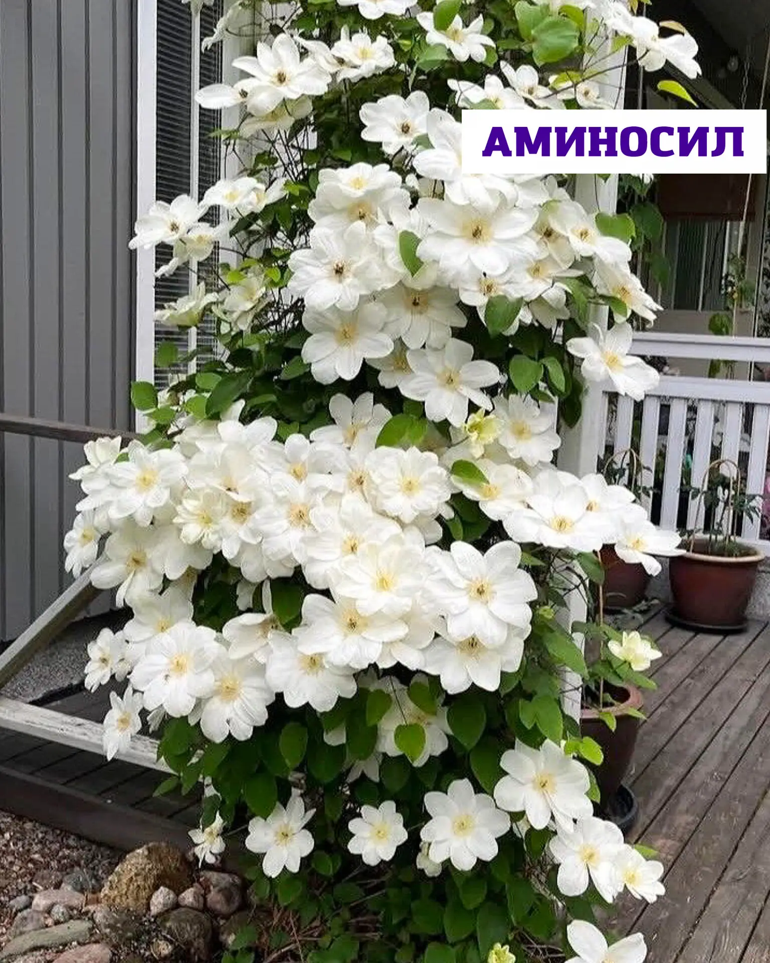 Как добиться пышного и продолжительного цветения клематисов? 🌺

Клематисы — одни из самых эффектных