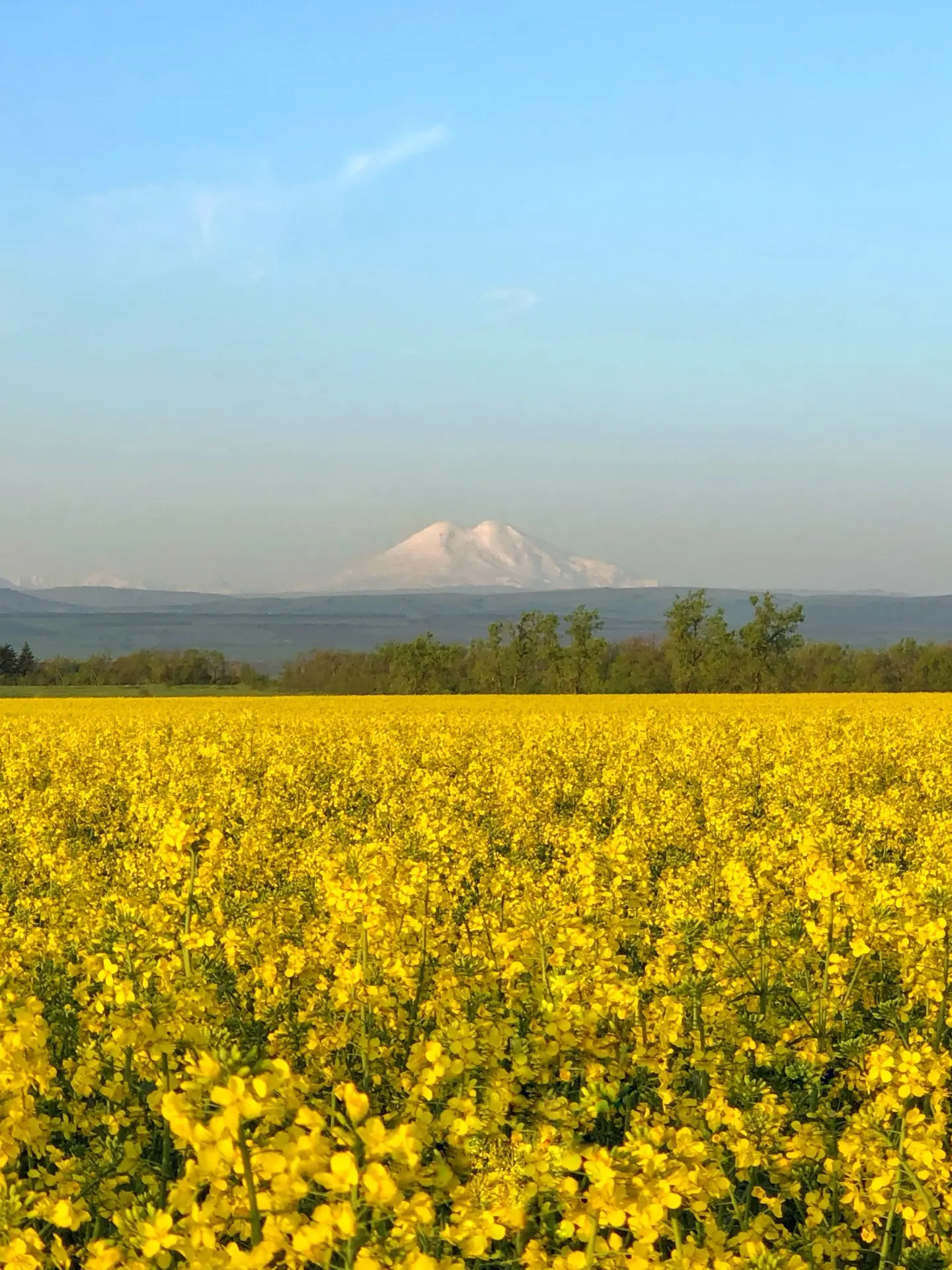 Цвет весны 🌾🌿

Доброе утро, друзья ! 
Всем хорошего дня и отличного настроения  

На фото: Цветени