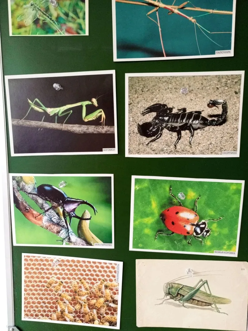 Увлекательный день насекомых состоялся в старших группах. 
🐛🐝🦋
Дети узнали об особенностях обитан