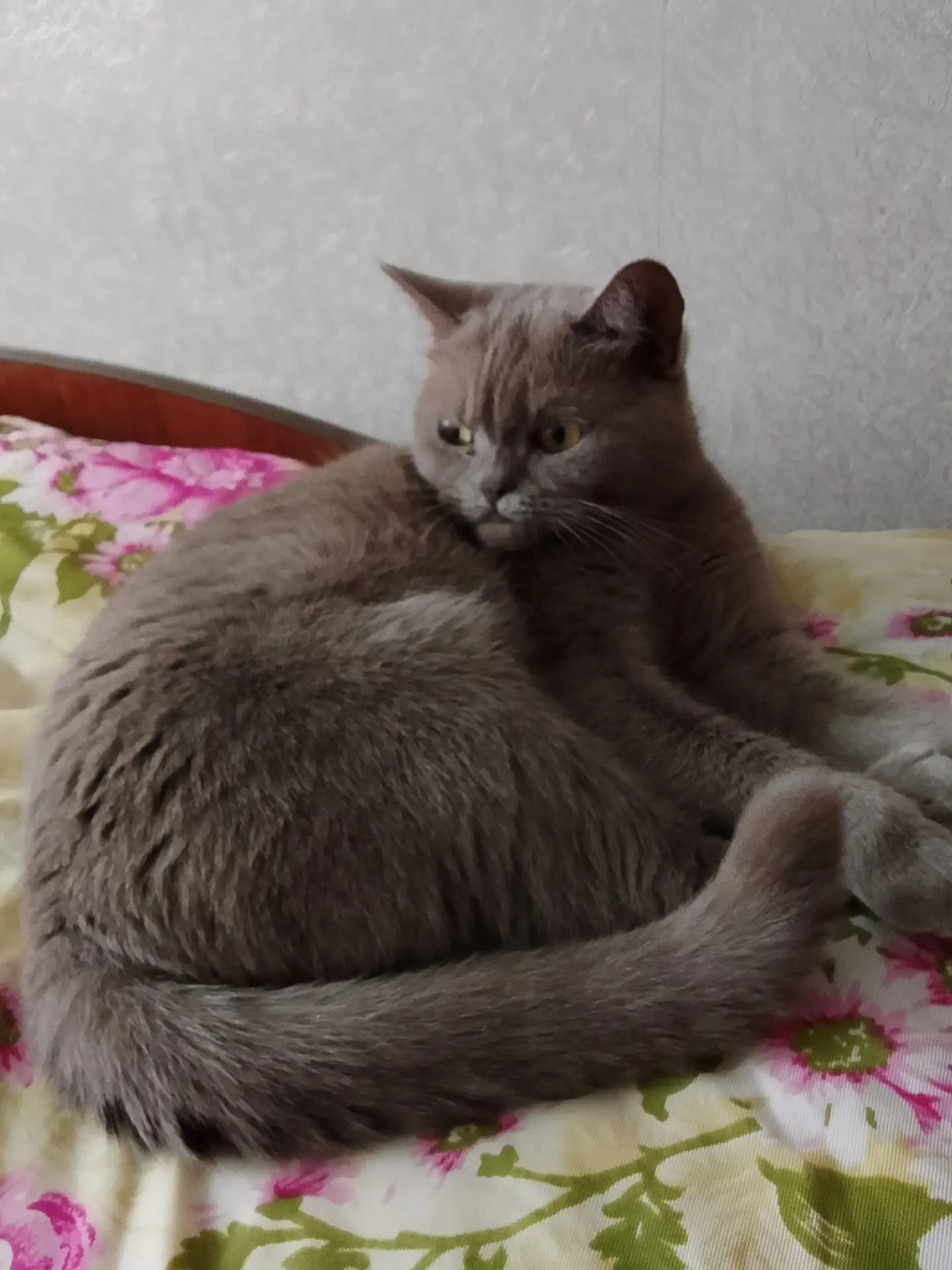 Отдам породистую кошку в хорошие, заботливые руки. Приучина к лотку, не стерилизованная. Умная, ласк