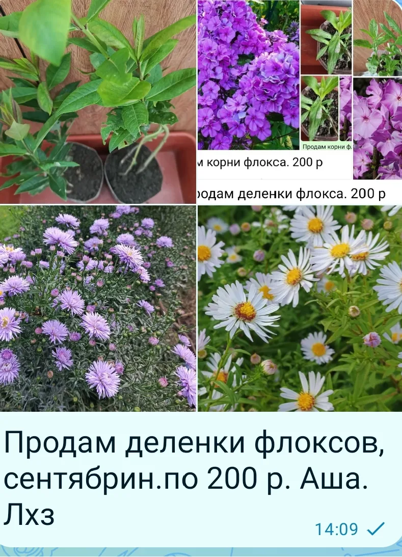 Аша. Лхз