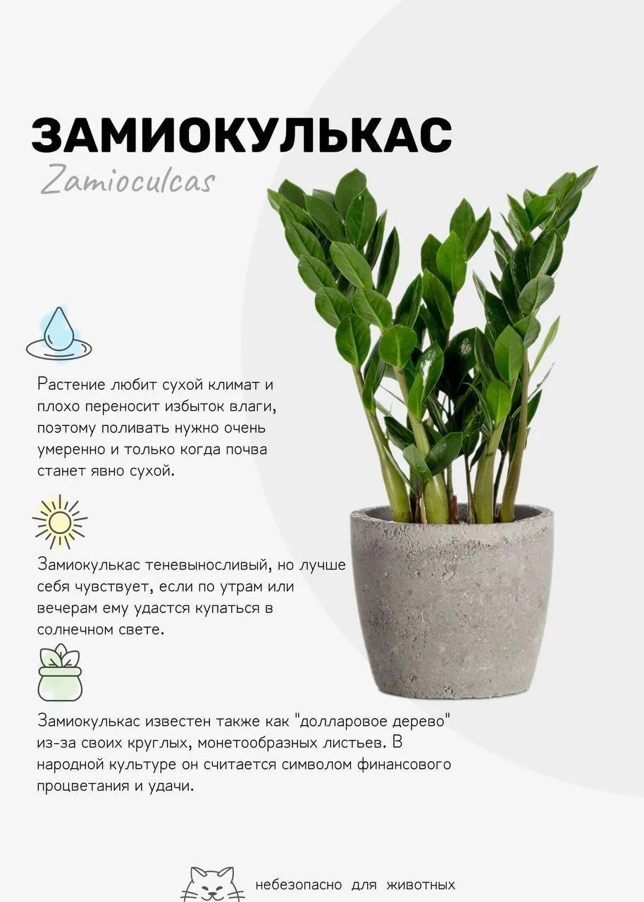 Подборка домашних растений 🪴

Сохраните себе, если ищете, как озеленить квартиру!

❗️Будьте внимате