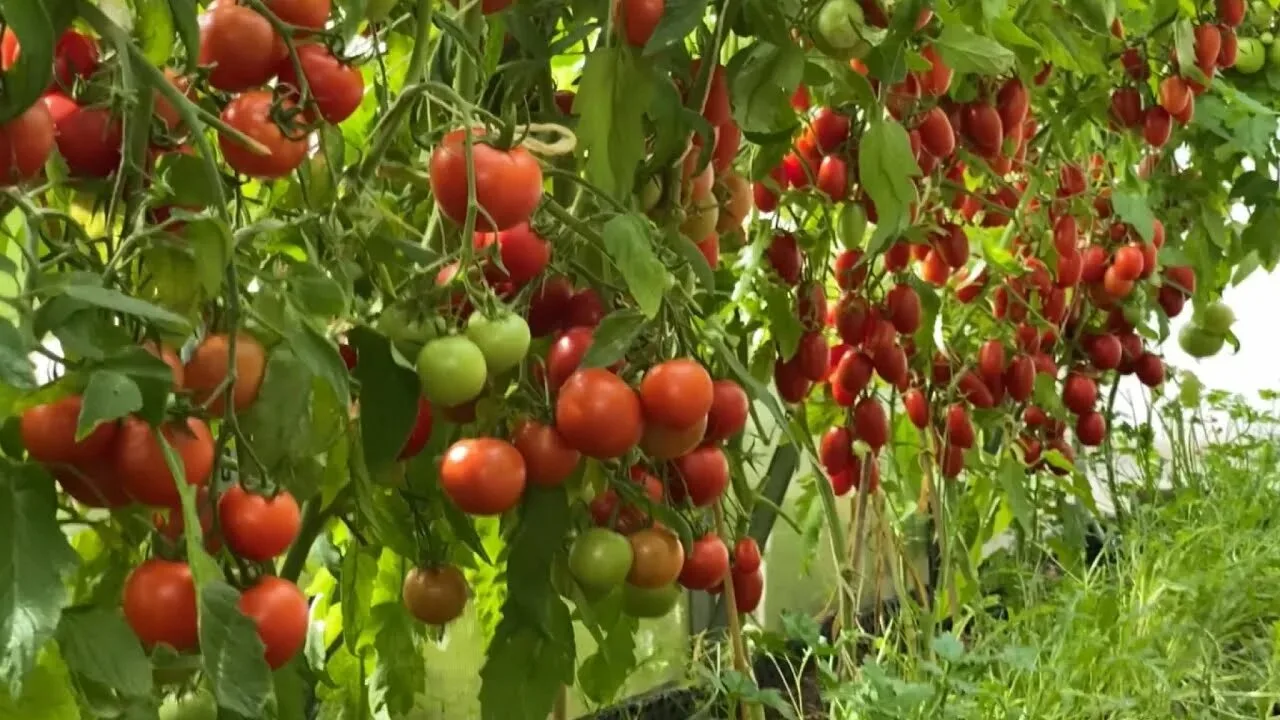 🍅 ФОРМУЛА ИДЕАЛЬНОЙ ЗАВЯЗИ: Чем подкормить томаты во время массового цветения

Бывает так: кусты то