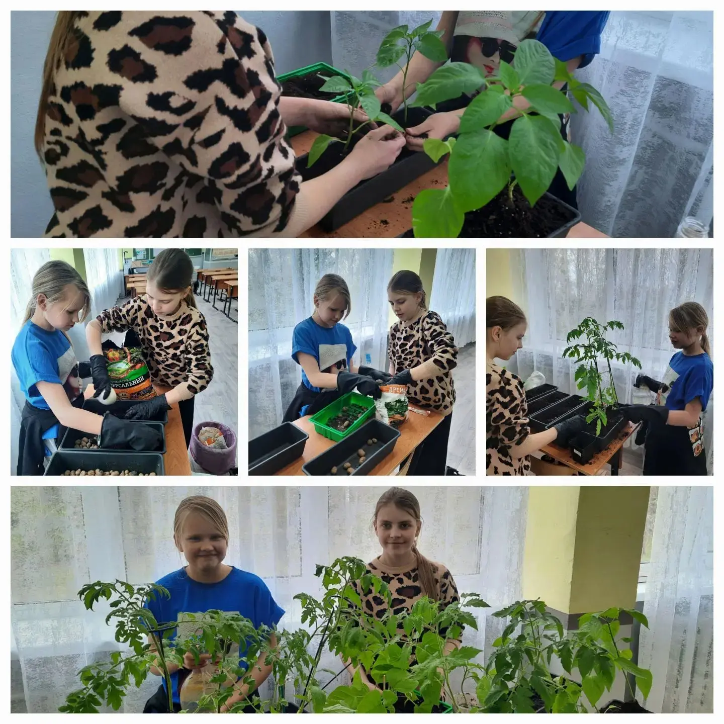 🌱Практикум по биологии: достижения наших аграриев⤵️

С радостью сообщаем, что проект по выращиванию