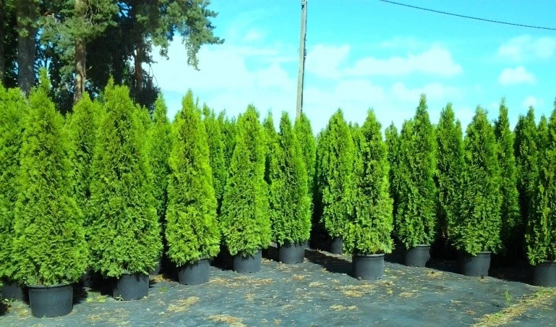 🌲Туя Смарагд 160см 170см.  Морозостойкая есть доставка. В наличии в Советском.
✔ Все интересующие в