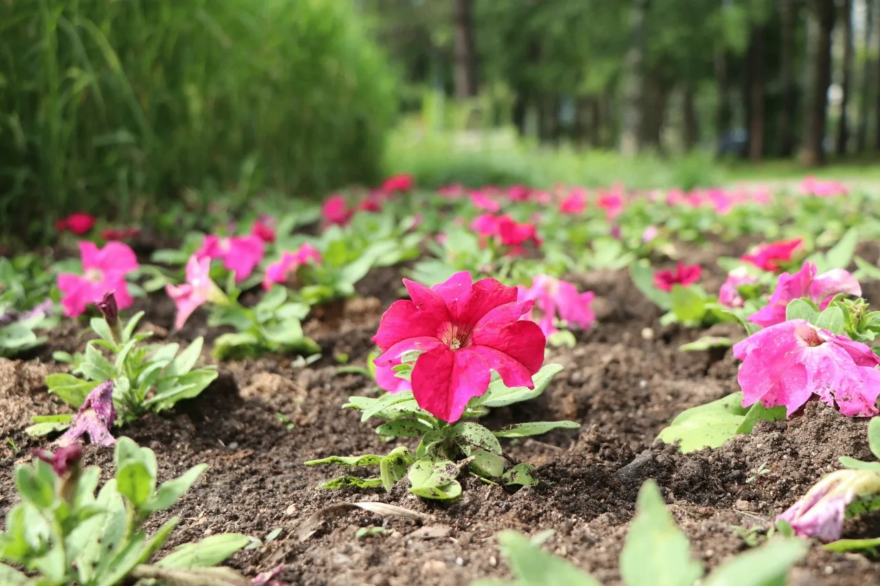В Верхней Пышме высажено более 34 тысяч цветов 🌺

Благодаря кропотливому труду коммунальщиков в июн