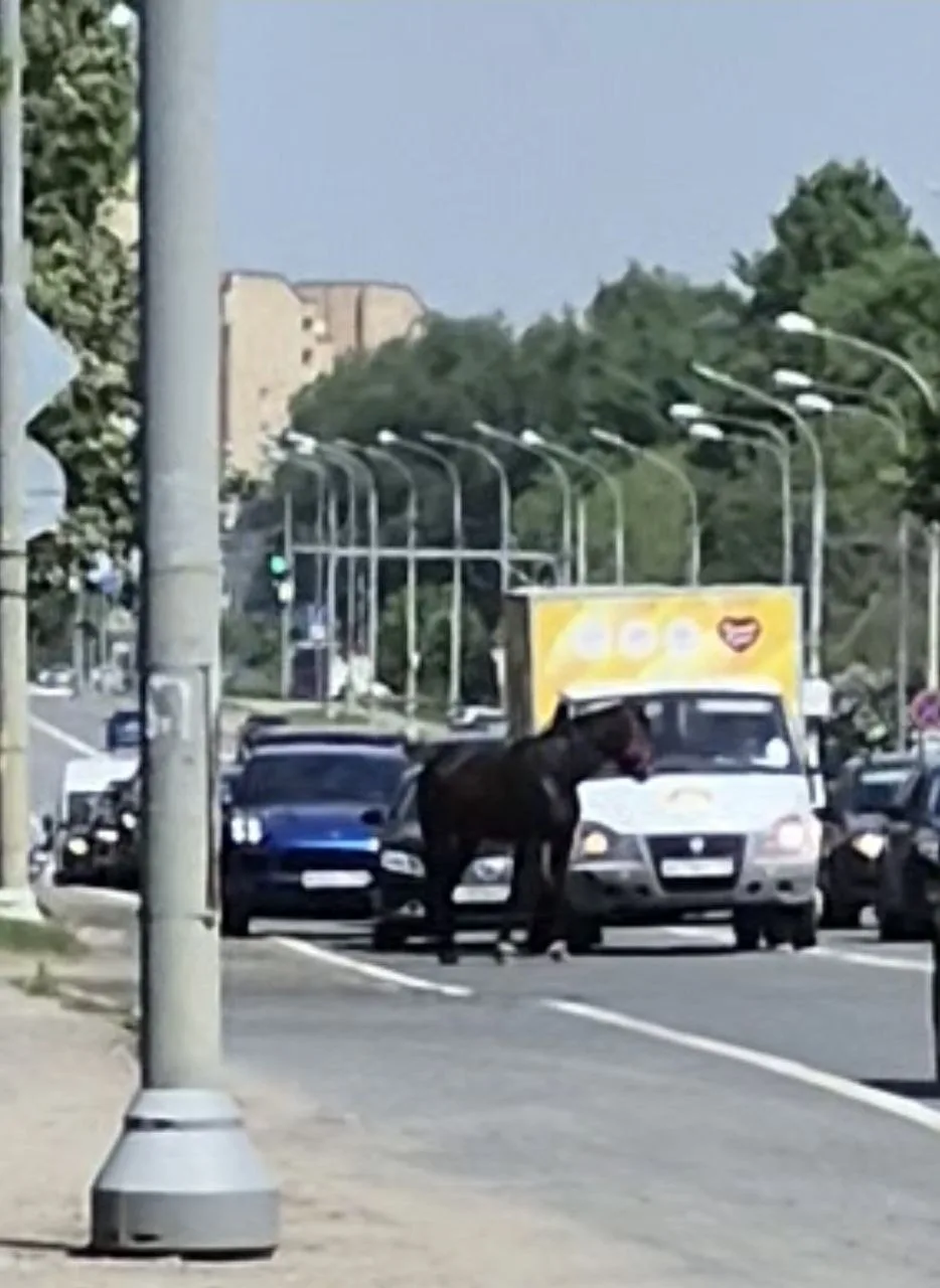 Конь бегал по Калужскому шоссе.
