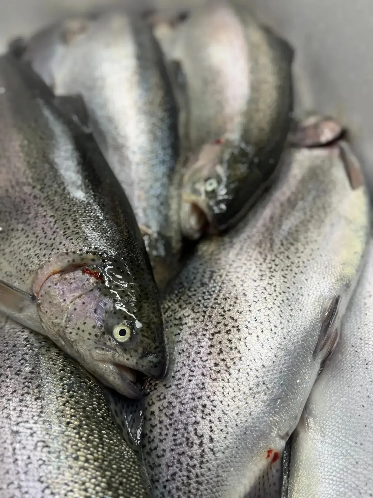 🔥🐟 Свежая форель уже в продаже в магазинах «Первый Ягодный»!

К нам снова приехала любимая многими