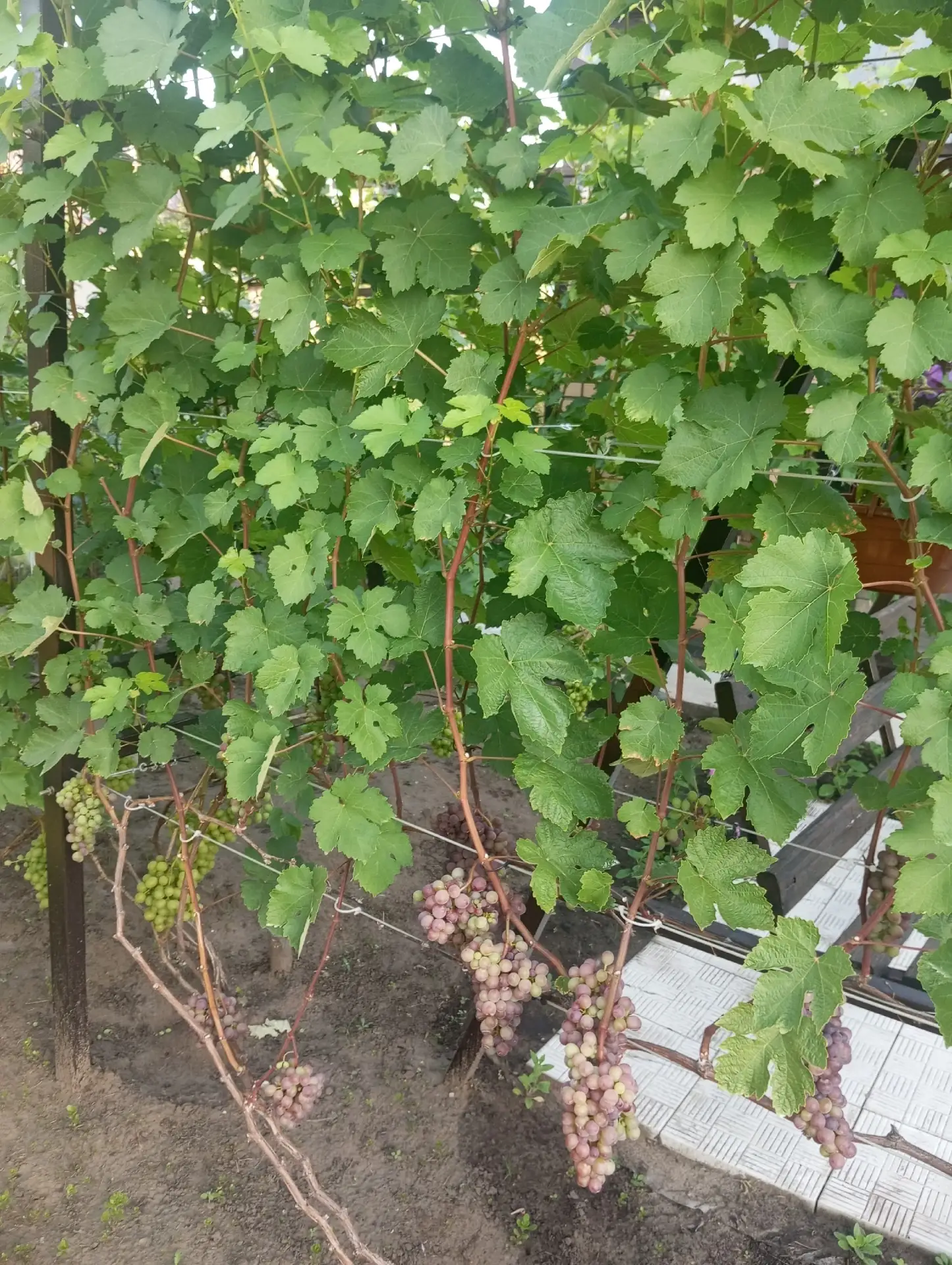 Здравствуйте, подскажите пожалуйста что за сорт

🍇Всё про виноград 
🍇Чат про виноград 
❓Предложить