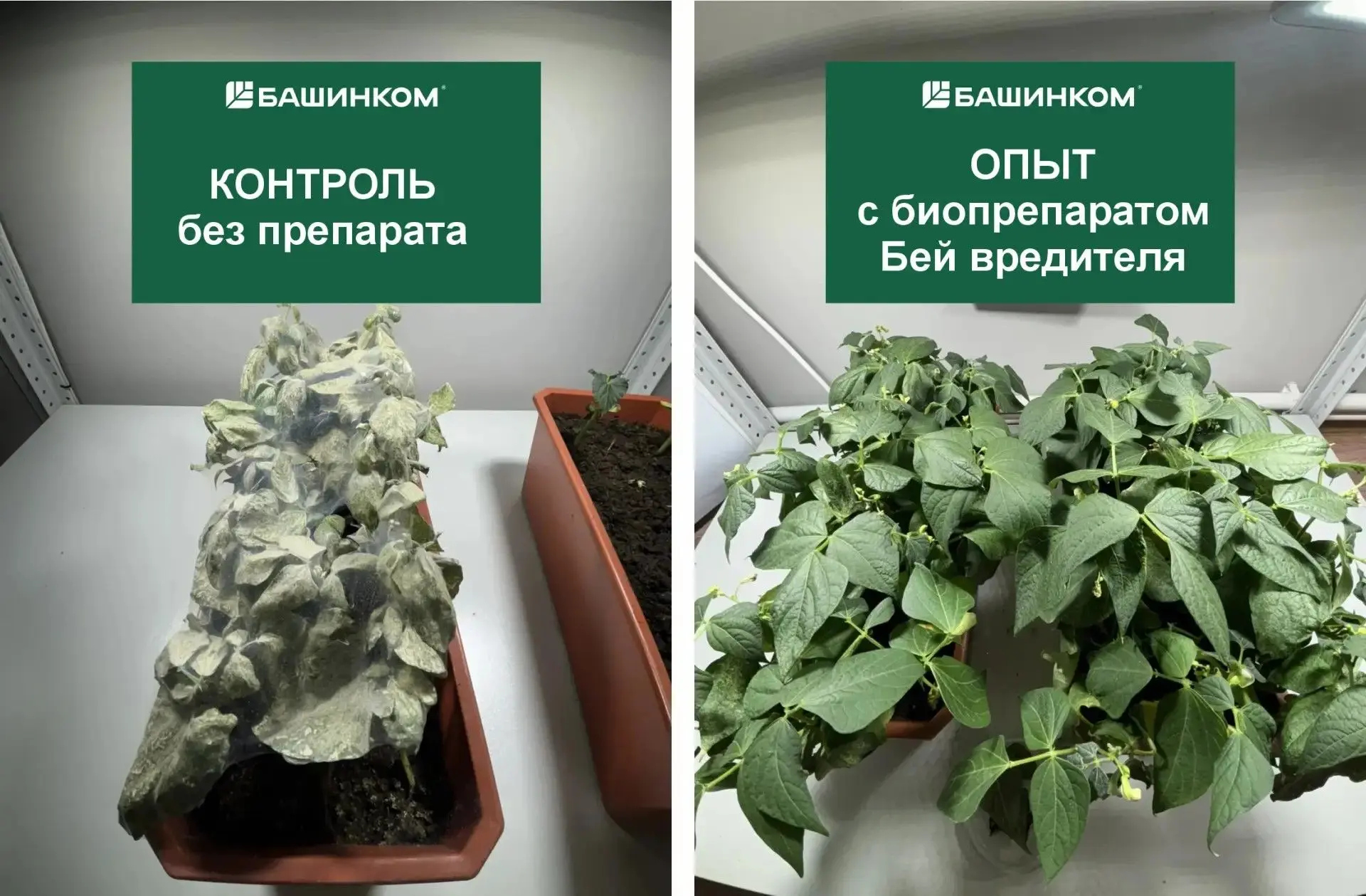 Как избавиться от паутинного клеща

Коварный враг наших овощей и цветов – паутинный клещ. Этот микро