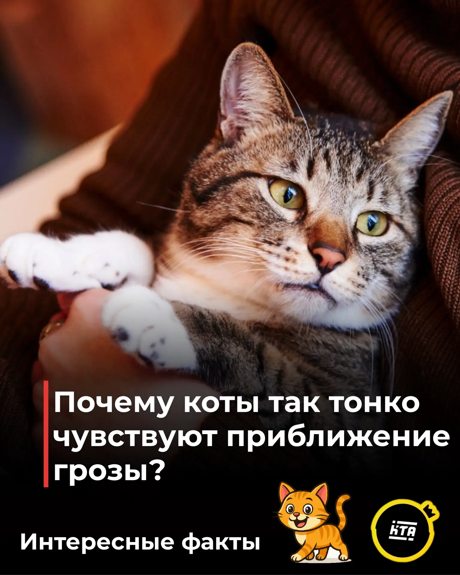 🐱Почему коты так тонко чувствуют приближение грозы? 

В нашей ежедневной рубрике «Интересные факты»