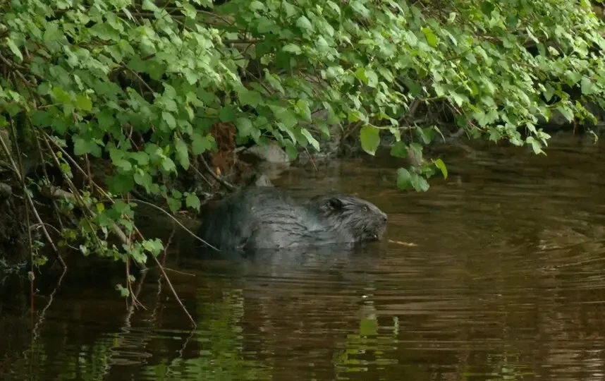 🦫 В самом сердце Петербурга, на острове Новая Голландия, обнаружена бобровая хатка. Как сообщает би