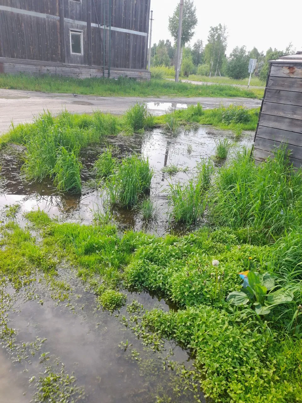 Вот посмотрите как мы живём на Речной 49. Примите меры пожалуйста.