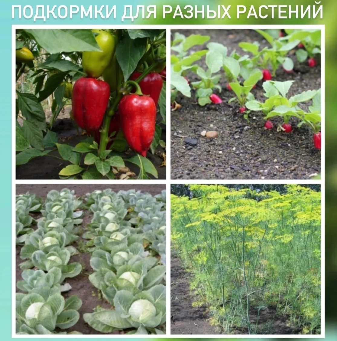 Мои любимые подкормки для разных овощей:

1. Для капусты:
За сезон я поливаю капусту 3 раза, уксусом