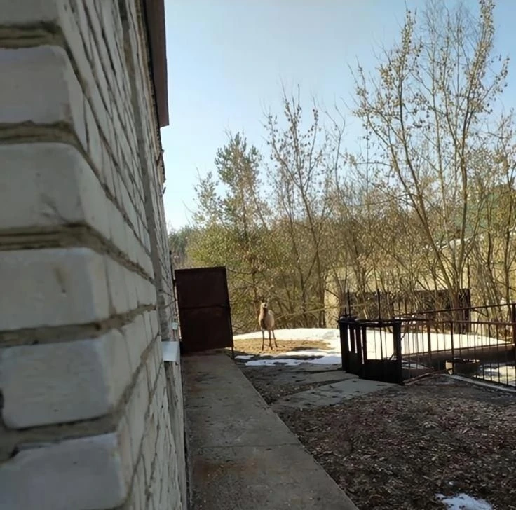 Благородные гости!!!!

На очистные сооружения биологической очистки вблиз д. Зеленцино в гости заход