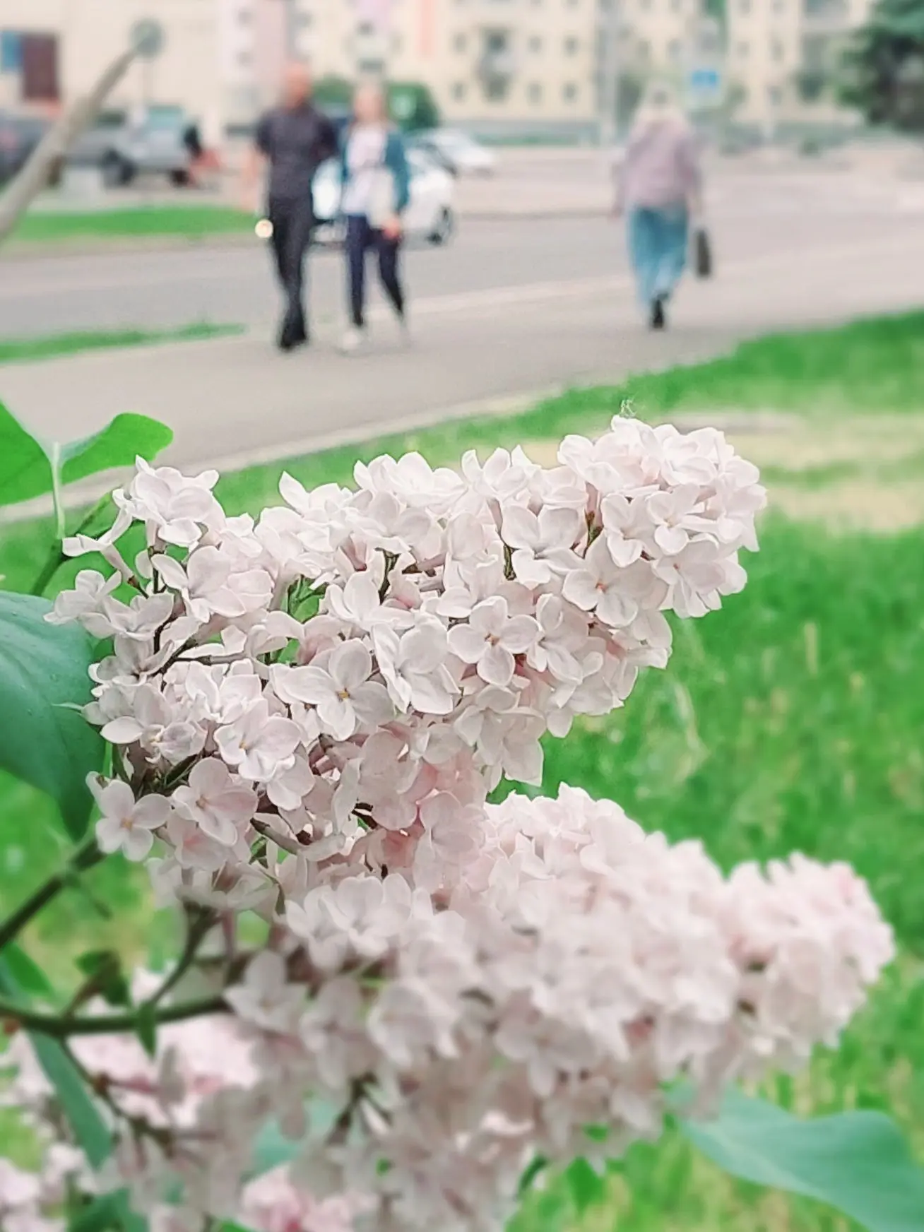 Доброе сиреневое утро 🪻

В Зеленогорске цветет сирень. А вы знали, что сирень, растущая на улицах, 