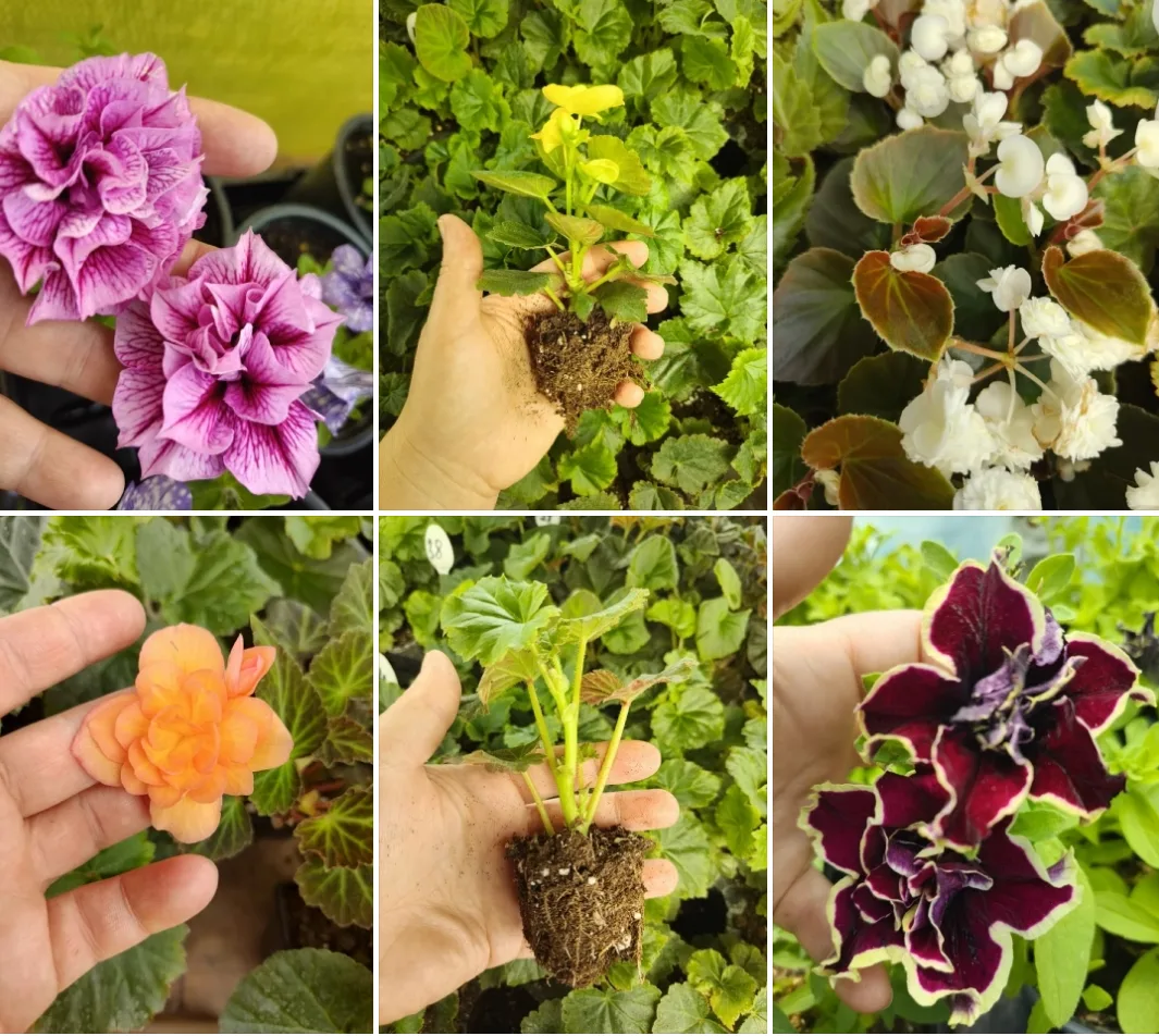 🌺 Обновление Распродажи! Бегонии и другие растения по суперцене! ⬇️
https://vk.ru/market-226861956?