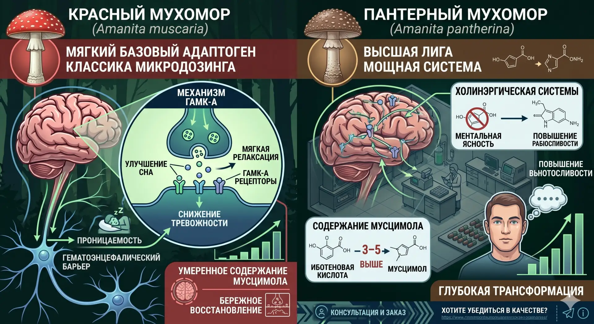 🍄 Красный vs Пантерный: в чем реальная разница?
Если вы только начинаете знакомство с микологией, м