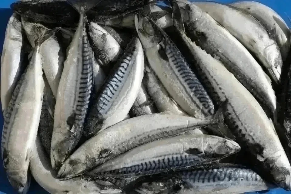 Уважаемые покупатели!
Сегодня 16 июня во вторник 
Поступила в продажу
Скумбрия с/м, н/р
По цене : 32