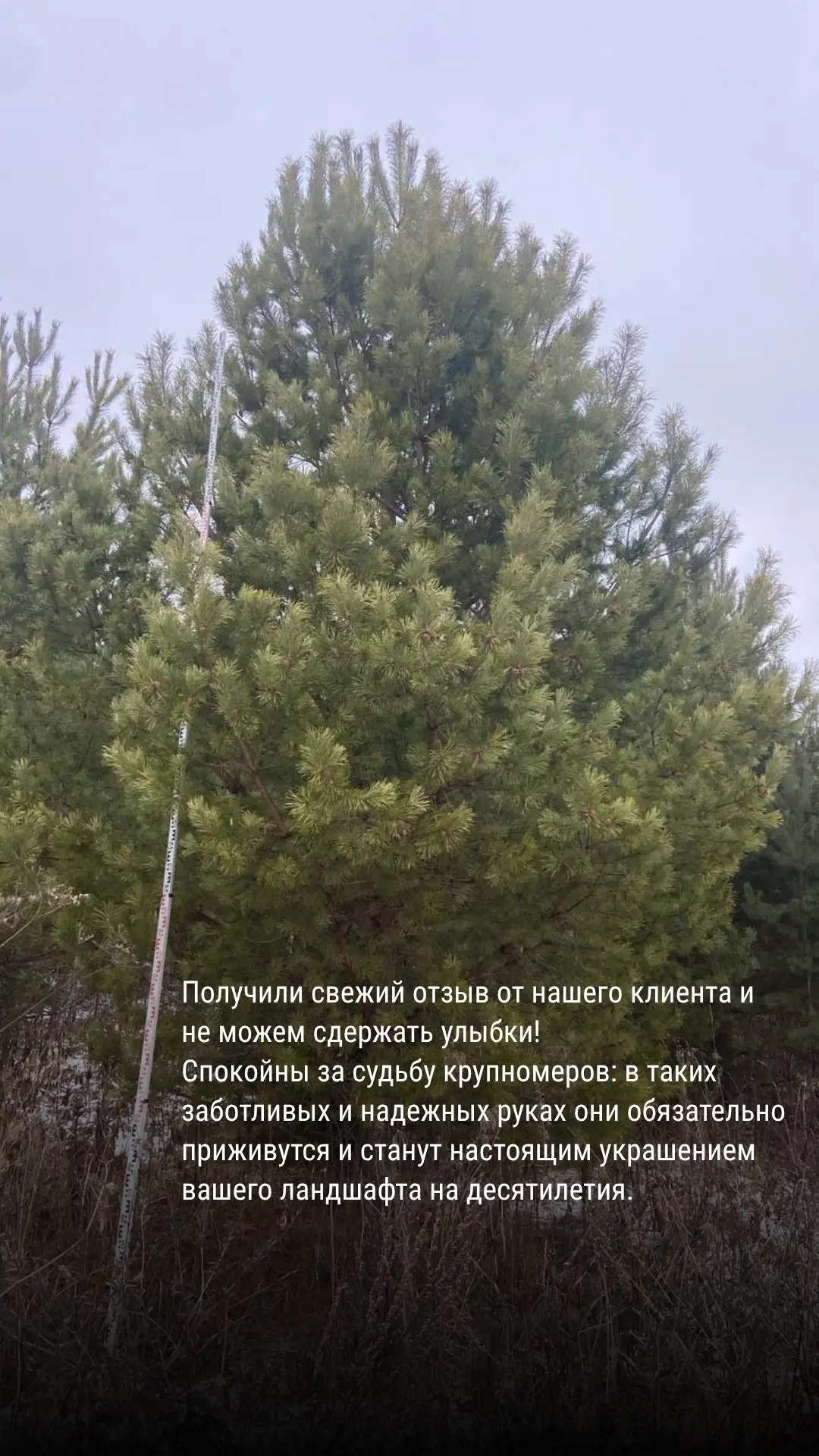 Наши красавицы-сосны обрели новый дом! 🌲✨ Недавно завершили отгрузку, уже получили теплый #отзыв от