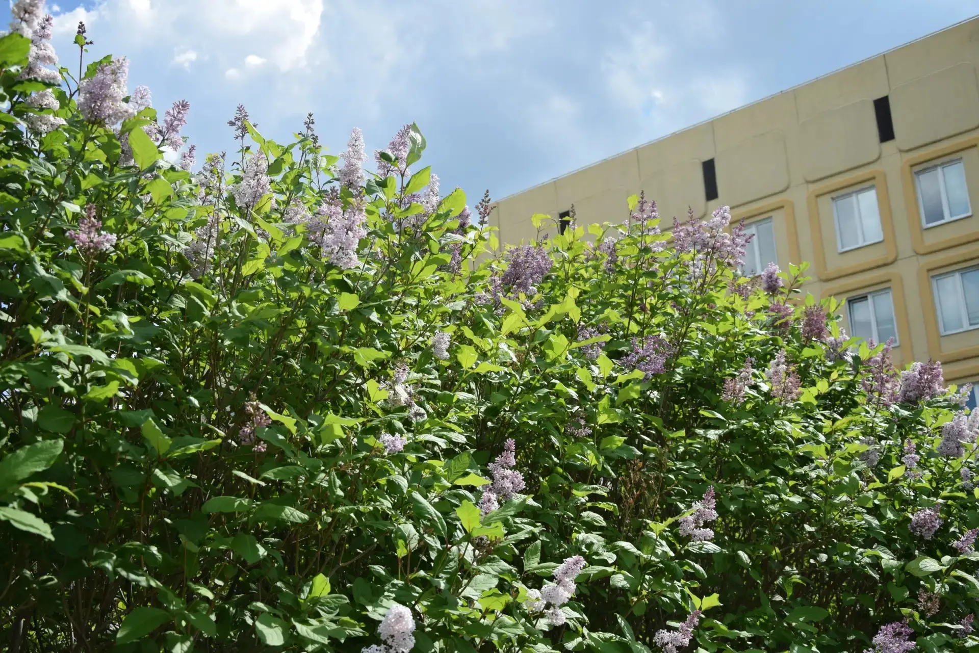 😊 На территории нашего центра - настоящая сиреневая сказка!

🌸 Целая изгородь душистой цветущей си