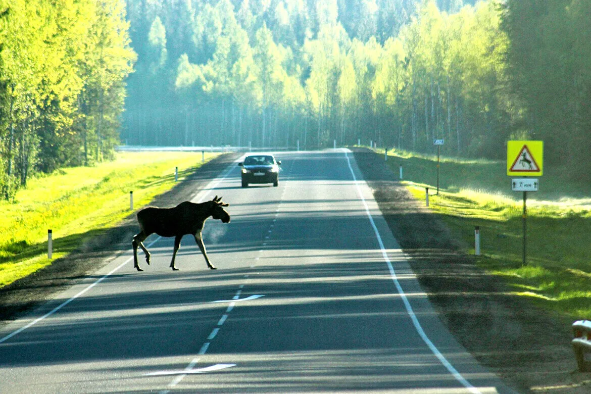 Внимание, водители! Молодые лоси на дорогах! 🦌 ➡️ 🚗

С наступлением сезона выгона молодняка, повыш