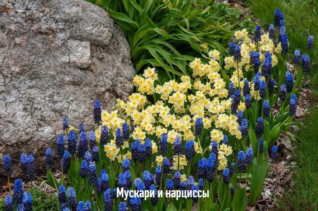 🍃Подборка из 9 красивых цветочных парочек с МУСКАРИ

1. Мускари и нарциссы
2. Мускари и виолы
3. Му