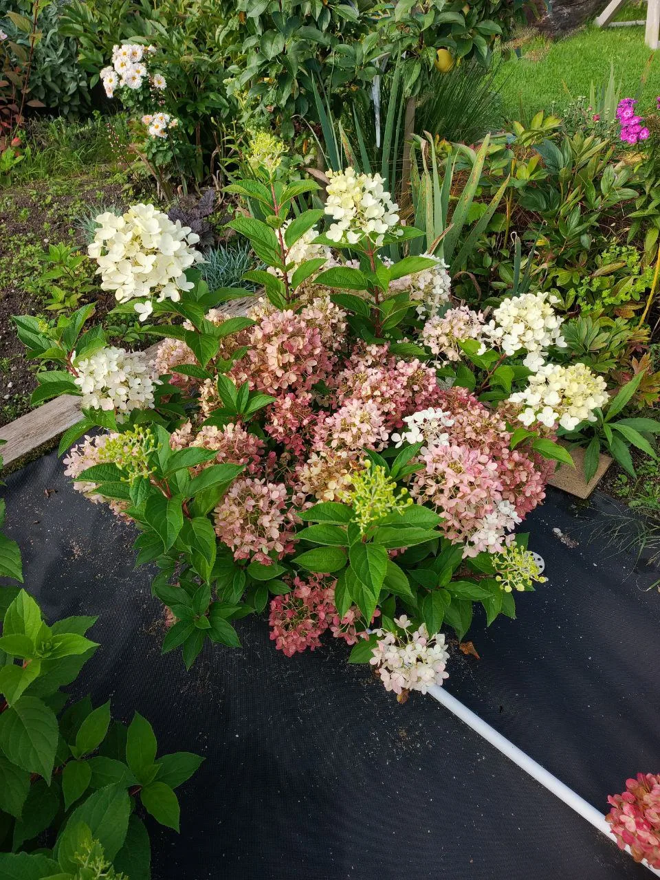 Всем рада за метельчатыми гортензиями и не только 👋🌱🌺🌱

🔥Обязательно посмотрите прикреплённое в