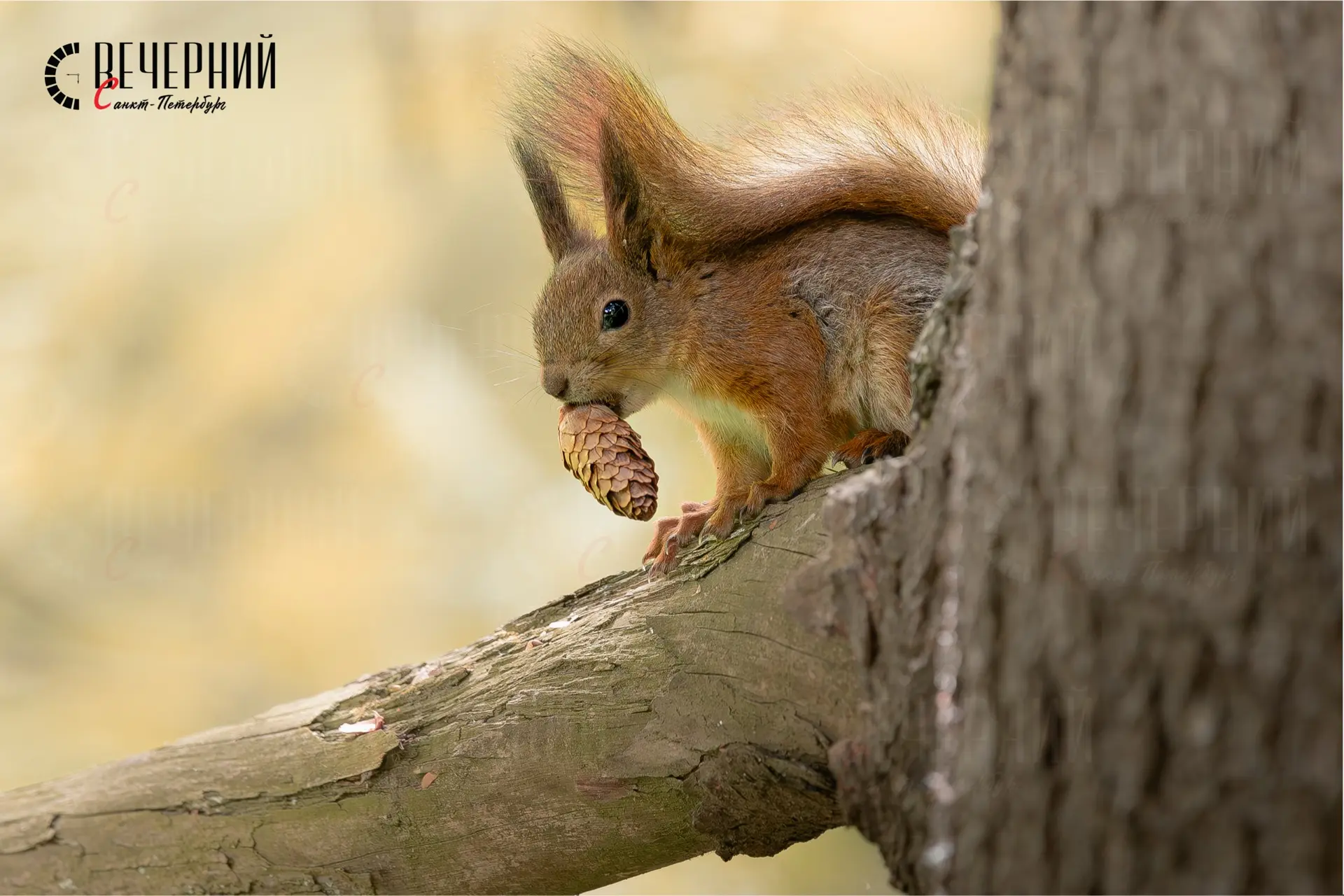 🐿️ Смотришь на этого кроху — и тоже хочется чего-нибудь вкусного

Отличного начала дня!

Фото: Андр