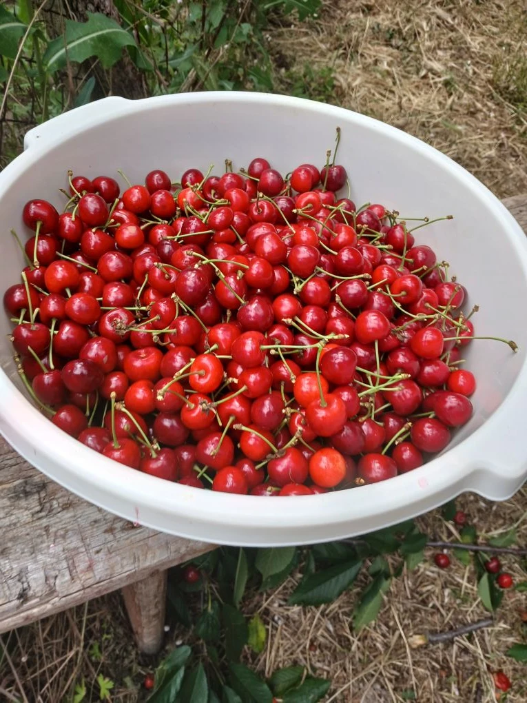 Продам черешню по 120 руб.за кг