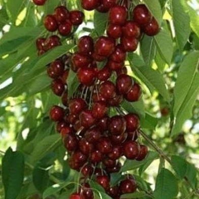🍒 Черешня Хелена — сорт, который в студии ландшафтного дизайна ART Story мы называем рубиновым сове