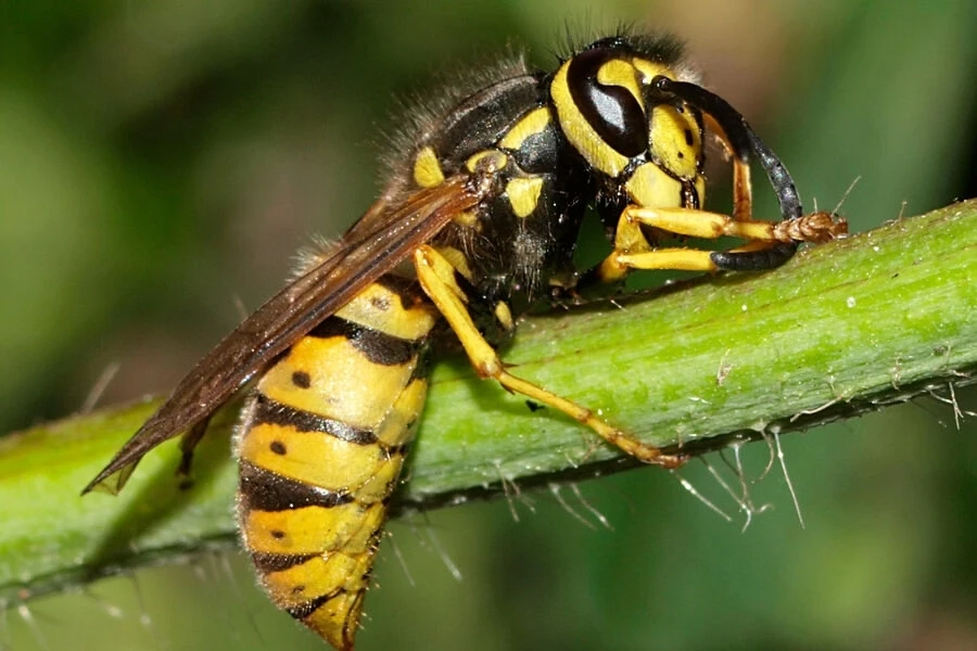 СТОРОЖНО, ОСЫ❗🐝
 
Лето - это прекрасная пора, когда вокруг все цветет и благоухает, можно увидеть м