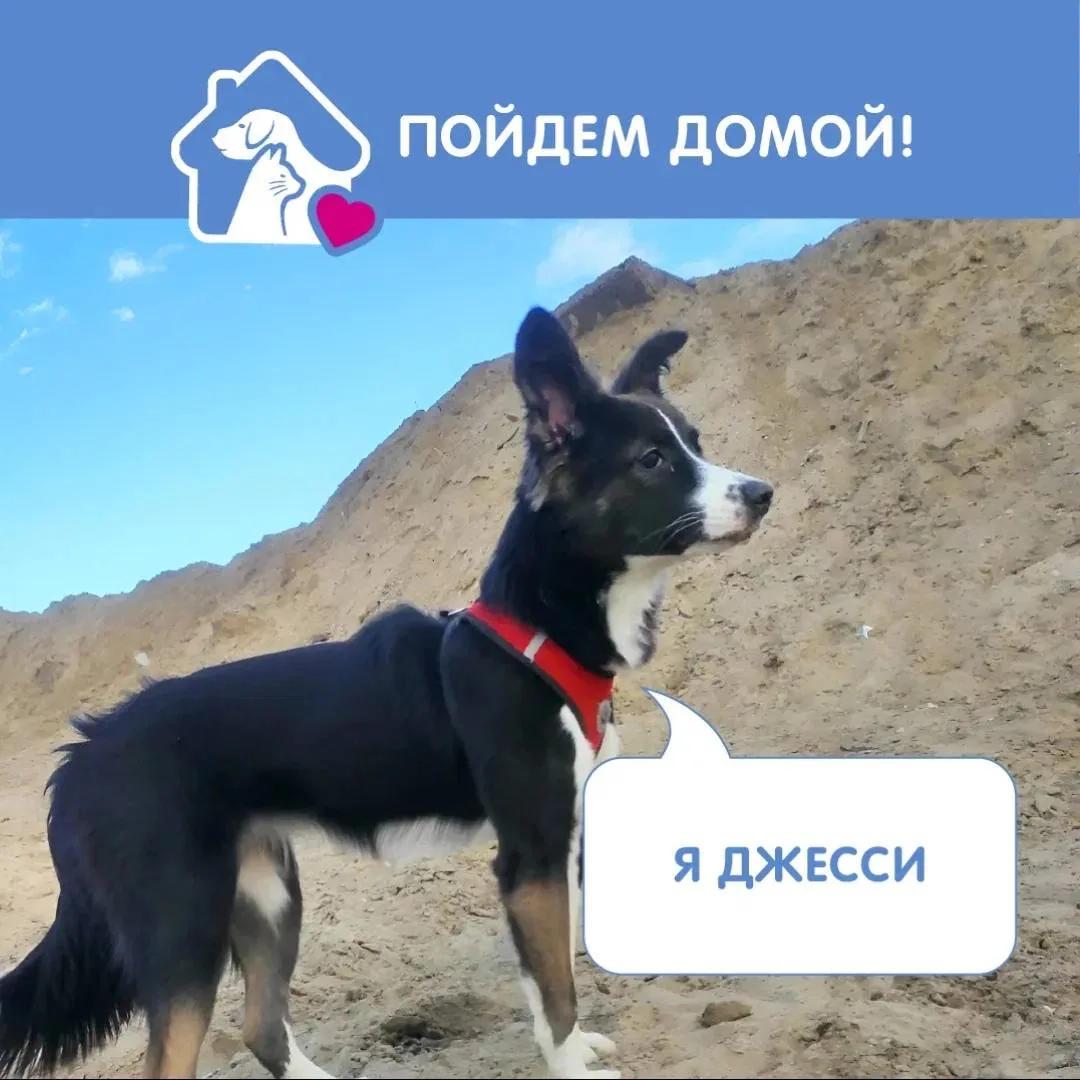 Рубрика #ПойдемДомойБК о животных из приютов, которые ищут семьи 🐰

🐶 Лис. Славянка. 5 лет.
Малень